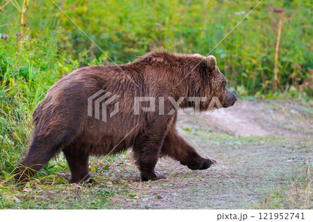 Wild brown bear Ursus arctos piscator is often seen wandering along forest roads and other travel routes in search of wild predators and summer outdoor activities. 121952741