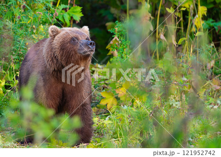 Aggressive wild brown bear Ursus arctos piscator in the summer forest poses a threat to human life and activities. Aggressive wild brown bear Ursus arctos piscator in the summer forest poses a threat to human life and activities. 121952742