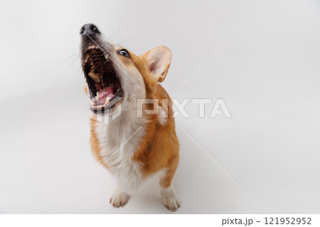 Corgi eagerly catching a treat in mid-air, showing pure excitement and focus in action 121952952