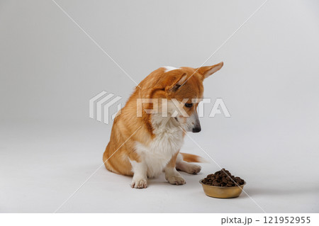 Thoughtful corgi gazing at its food bowl, perfect for pet care, diet, and healthy eating concepts 121952955