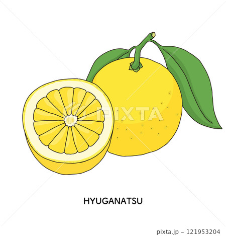 日向夏の線画のイラスト 121953204