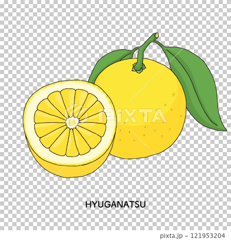 日向夏の線画のイラスト 121953204