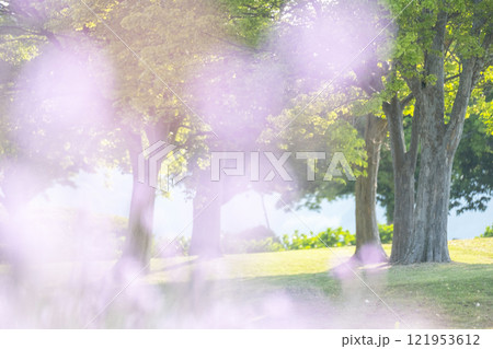 公園の新緑 キラキライメージ 公園の新緑 キラキライメージ 121953612