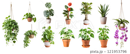 ポトスなどの観葉植物の切抜き集（背景透過）	 121953796