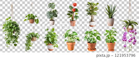 ポトスなどの観葉植物の切抜き集（背景透過）	 121953796