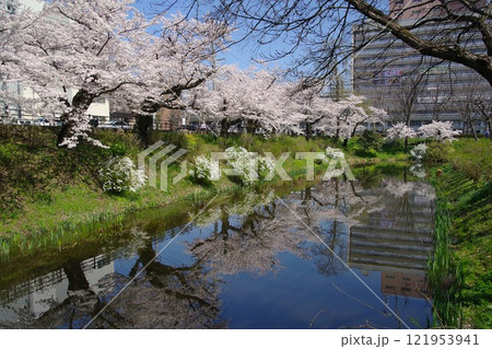 盛岡の風景　盛岡市内丸の桜並木と岩手県庁庁舎 121953941