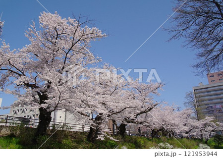 盛岡の風景　盛岡市内丸の亀ヶ池のさくら並木 121953944