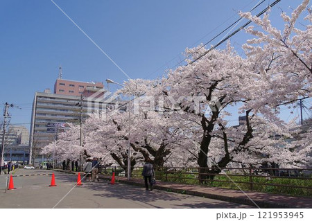 盛岡の風景　盛岡市内丸の亀の池のさくら並木 121953945