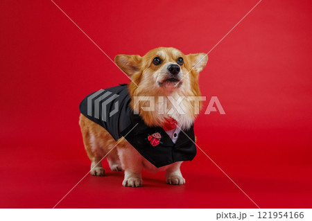 Elegant corgi in a tuxedo with rose details, ready for formal events or weddings, on a red backdrop 121954166