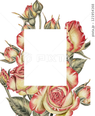 Yellow and pink roses and buds and green leaves composition on white. Watercolor illustration for cards, invitations, holidays Spring, birthday, Valentine's Day, wedding or Mother's Day. 121954168