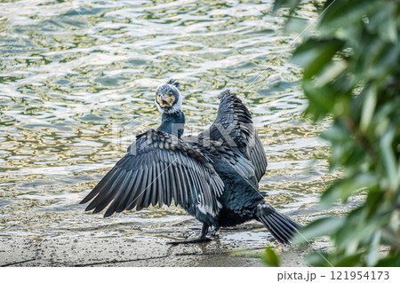 カワウ 大阪市土佐堀川 カワウ 大阪市土佐堀川 121954173