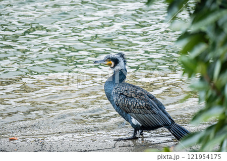 カワウ　大阪市土佐堀川 121954175