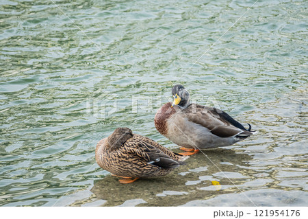 水辺で居眠りするマガモのつがい　大阪市土佐堀川 121954176