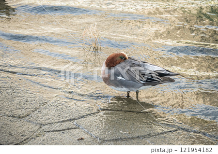 水辺で居眠りするヒドリガモ（オス）　大阪市土佐堀川 121954182