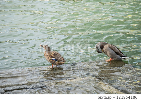水辺で羽繕いするマガモのつがい　大阪市土佐堀川 121954186