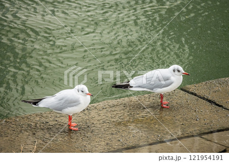 ユリカモメ　大阪市土佐堀川 121954191