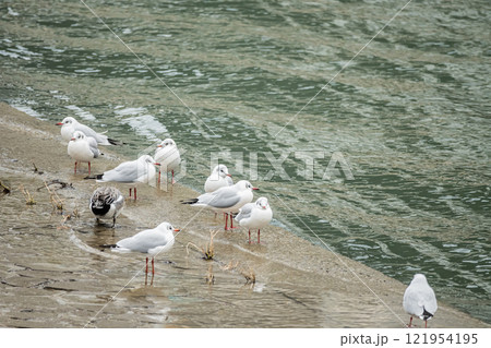 土佐堀川の畔に群れるユリカモメ 大阪市土佐堀川 土佐堀川の畔に群れるユリカモメ 大阪市土佐堀川 121954195