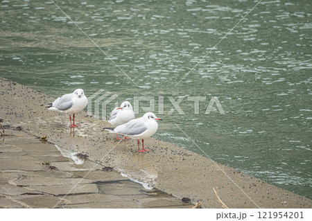 土佐堀川の畔のユリカモメ 大阪市土佐堀川 土佐堀川の畔のユリカモメ 大阪市土佐堀川 121954201