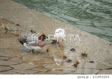 土佐堀川の畔のユリカモメとヒドリガモ　大阪市土佐堀川 121954203
