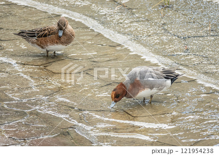 ヒドリガモ(つがい) 大阪市土佐堀川 中之島公園 ヒドリガモ(つがい) 大阪市土佐堀川 中之島公園 121954238