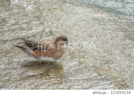 ヒドリガモ（メス）　大阪市土佐堀川　中之島公園 121954239