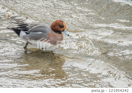ヒドリガモ(オス) 大阪市土佐堀川 中之島公園 ヒドリガモ(オス) 大阪市土佐堀川 中之島公園 121954242