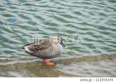 土佐堀川のカルガモ 大阪市 土佐堀川のカルガモ 大阪市 121954244