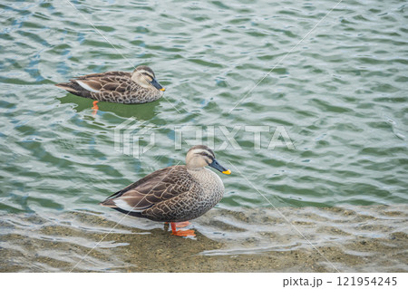 土佐堀川のカルガモ　大阪市 121954245
