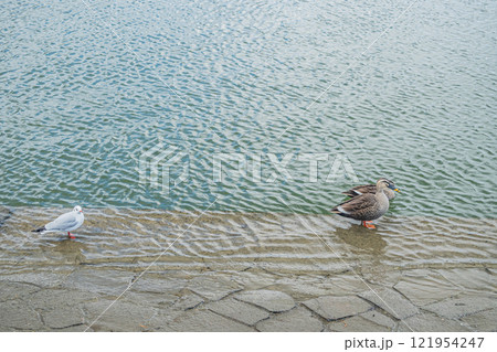 土佐堀川のカルガモ　ユリカモメ　大阪市 121954247