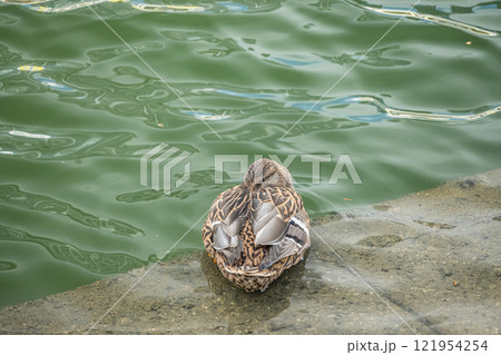 マガモ(メス) 大阪市土佐堀川 中之島公園 マガモ(メス) 大阪市土佐堀川 中之島公園 121954254