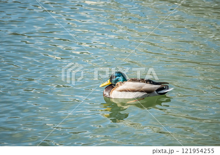 川を泳ぐマガモ（オス）　大阪市土佐堀川　中之島公園 121954255