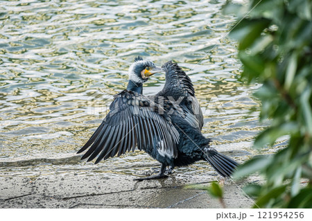 水辺で羽を広げるカワウ　大阪市土佐堀川　中之島公園 121954256