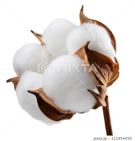 Natural Cotton Boll Isolated on a Transparent Background, Highlighting Its Soft Texture and Ideal for Textile, Farm, and Nature-Themed Designs 121954450