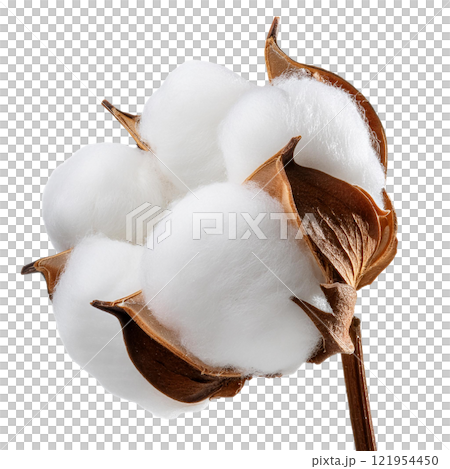 Natural Cotton Boll Isolated on a Transparent Background, Highlighting Its Soft Texture and Ideal for Textile, Farm, and Nature-Themed Designs 121954450