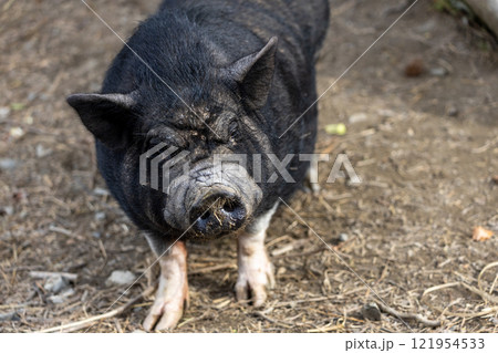 昼寝するブタ 121954533