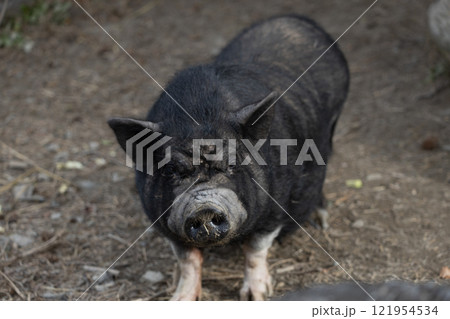 昼寝するブタ 121954534