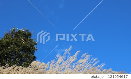 秋のすすきの背景素材 121954617