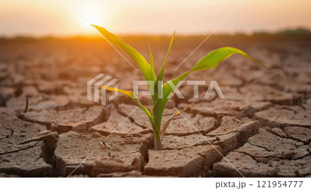 A small corn plant growing in cracked, dry soil caused by drought, symbolizing resilience and highlighting the impacts of climate change, water scarcity, and the need for sustainable farming practice 121954777
