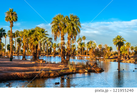 Palm Trees and Water Reflection at an Oasis Surrounded by Desert in Papago Park, Phoenix, Arizona, United States 121955240