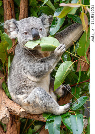 Vertical photo of koala eating leaves 121955553