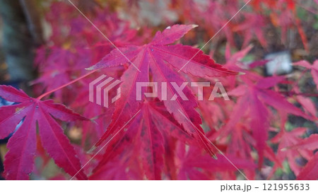 赤い紅葉 赤い紅葉 121955633