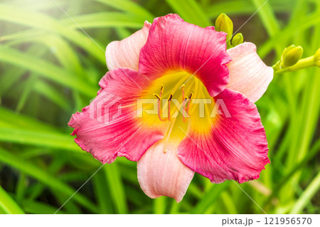 Close up of a pink daylily flower in bloom Close up of a pink daylily flower in bloom 121956570