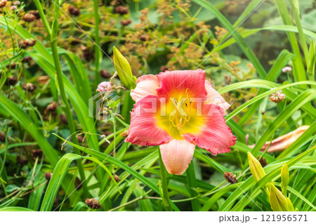 Close up of a pink daylily flower in bloom 121956571