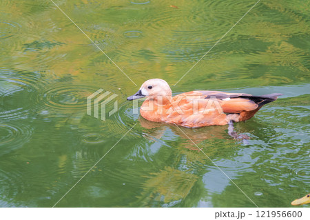 Ruddy Shelduck, or red duck, lat. Tadorna ferruginea, swimming on a lake. 121956600