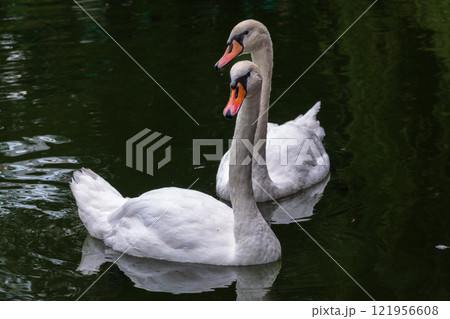 Two Graceful white Swans swimming in the lake, swans in the wild 121956608