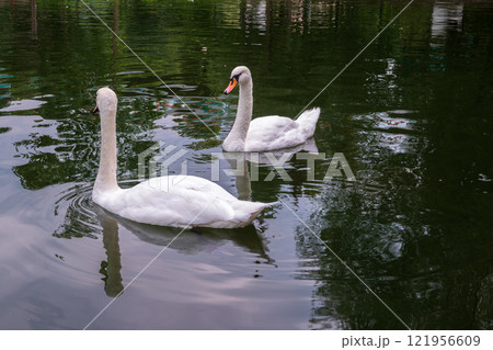 Two Graceful white Swans swimming in the lake, swans in the wild Two Graceful white Swans swimming in the lake, swans in the wild 121956609