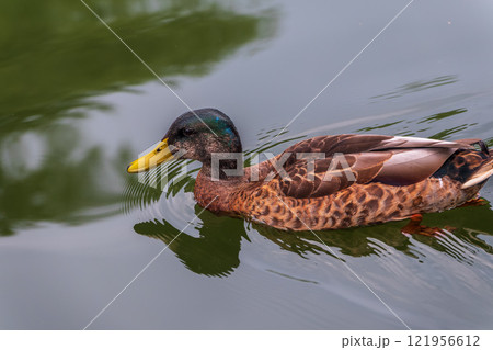 Duck swims in the pond in the rain. Duck swims in the pond in the rain. 121956612