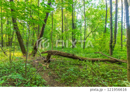A large fallen tree in the spring forest. 121956616