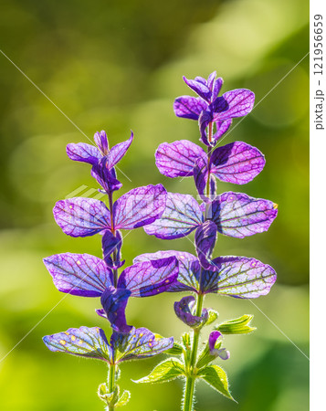 Blue Salvia farinacea flowers, or Mealy Cup Sage on green background, close-up. Blue Salvia farinacea flowers, or Mealy Cup Sage on green background, close-up. 121956659