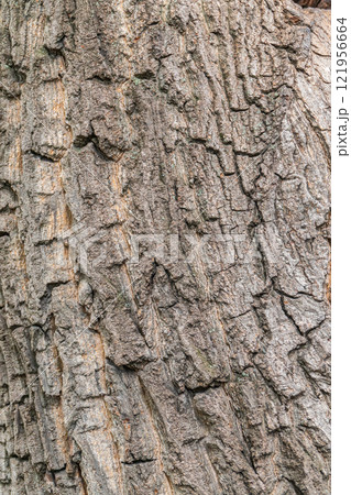 Bark texture and background of a old tree trunk. Detailed bark texture. 121956664